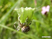 Zitronenfalter wird von Kreuzspinne eingesponnen